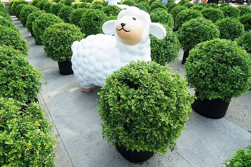 2022埔里花卉展強勢登場!波波草迷宮打卡必拍,以在地花卉結合兒童樂園為主題,假日市集、多肉DIY,不只是網美必拍,親子玩翻!