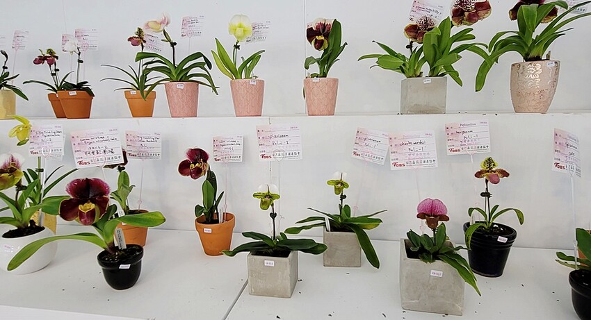 2022埔里花卉展強勢登場!波波草迷宮打卡必拍,以在地花卉結合兒童樂園為主題,假日市集、多肉DIY,不只是網美必拍,親子玩翻!