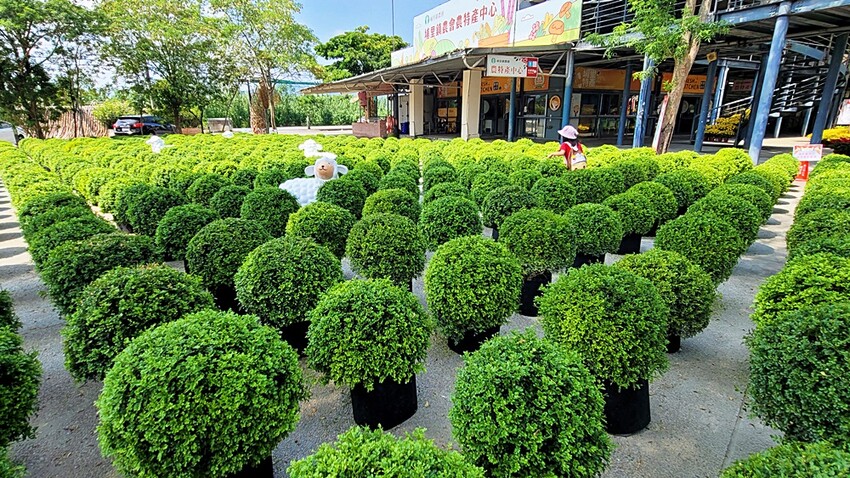 2022埔里花卉展強勢登場!波波草迷宮打卡必拍,以在地花卉結合兒童樂園為主題,假日市集、多肉DIY,不只是網美必拍,親子玩翻!