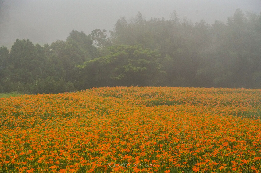 花蓮旅遊 赤柯山 小瑞士農場Ｘ魔王  花蓮景點 霧氣中的金針花也是美到不行 內文有交通資訊