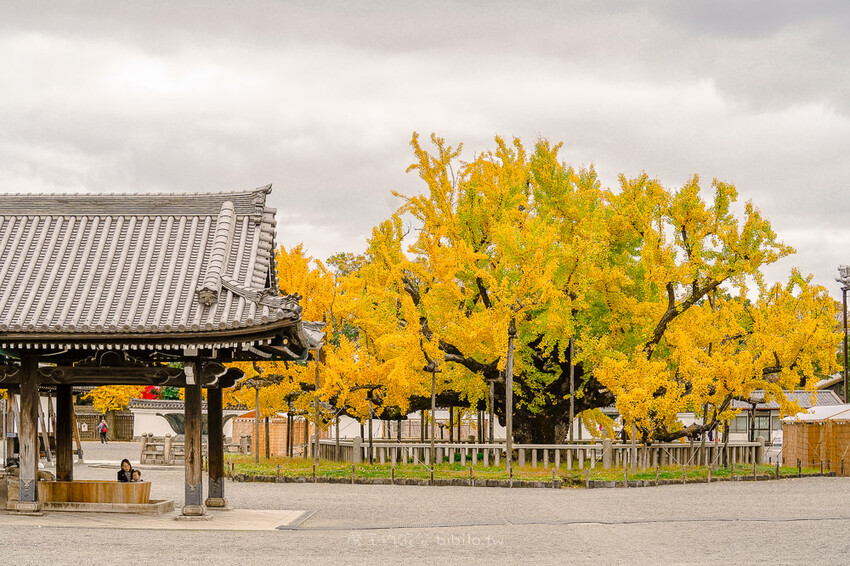 京都銀杏景點 西本願寺 x魔王 京都銀杏名所 免費入場 京都景點推薦