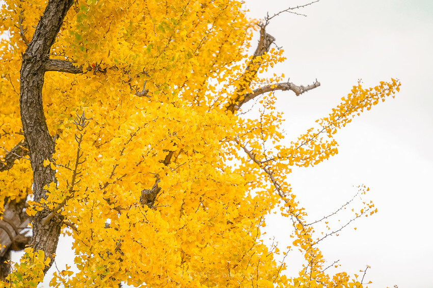 京都銀杏景點 西本願寺 x魔王 京都銀杏名所 免費入場 京都景點推薦