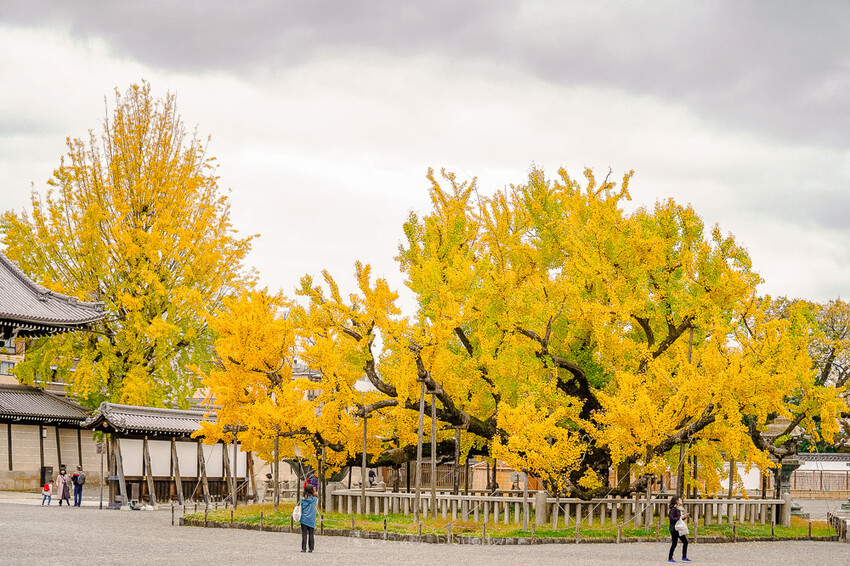 京都銀杏景點 西本願寺 x魔王 京都銀杏名所 免費入場 京都景點推薦