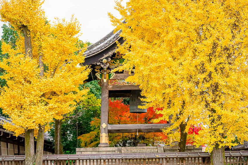 京都銀杏景點 西本願寺 x魔王 京都銀杏名所 免費入場 京都景點推薦