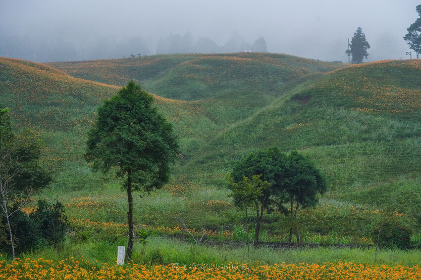 花蓮旅遊 赤柯山 小瑞士農場Ｘ魔王  花蓮景點 霧氣中的金針花也是美到不行 內文有交通資訊
