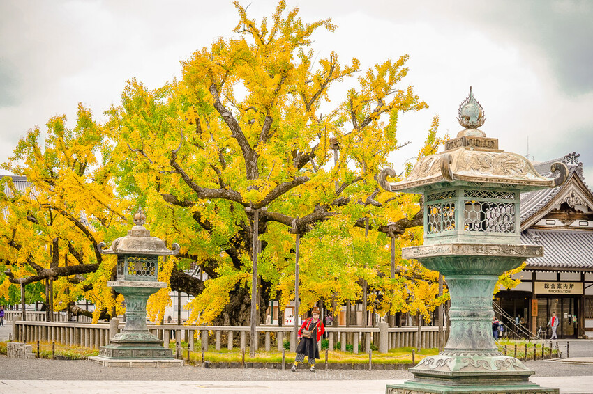京都銀杏景點 西本願寺 x魔王 京都銀杏名所 免費入場 京都景點推薦