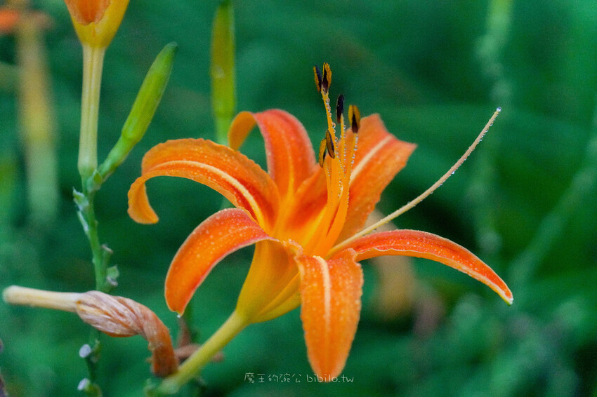 花蓮旅遊 赤柯山 小瑞士農場Ｘ魔王  花蓮景點 霧氣中的金針花也是美到不行 內文有交通資訊
