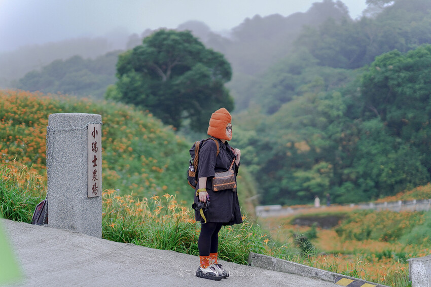 花蓮旅遊 赤柯山 小瑞士農場Ｘ魔王  花蓮景點 霧氣中的金針花也是美到不行 內文有交通資訊