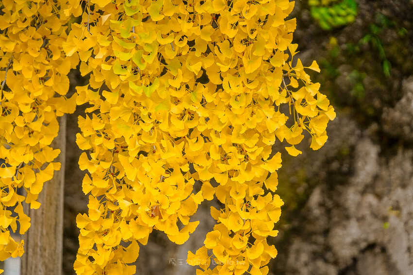 京都銀杏景點 西本願寺 x魔王 京都銀杏名所 免費入場 京都景點推薦