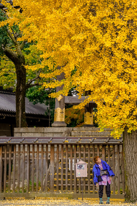 京都銀杏景點 西本願寺 x魔王 京都銀杏名所 免費入場 京都景點推薦