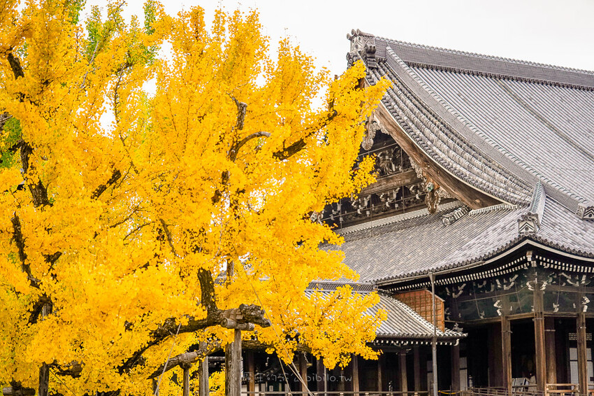 京都銀杏景點 西本願寺 x魔王 京都銀杏名所 免費入場 京都景點推薦