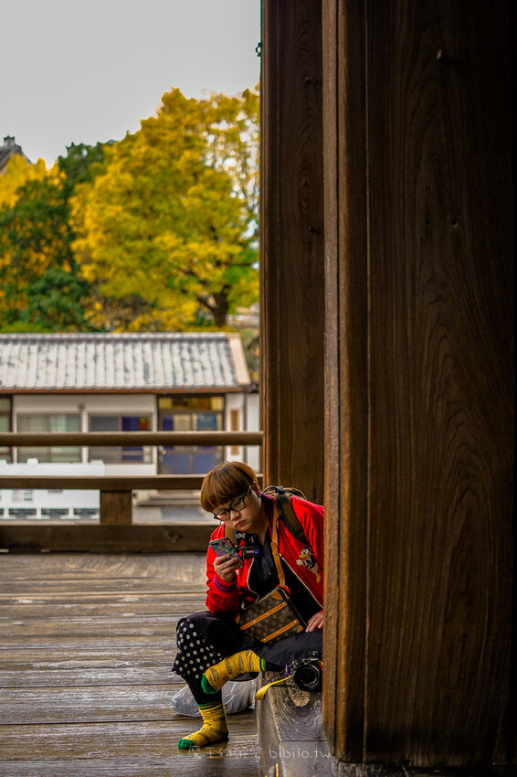 京都銀杏景點 西本願寺 x魔王 京都銀杏名所 免費入場 京都景點推薦