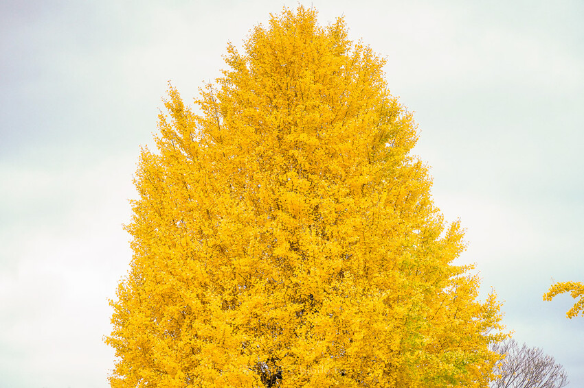 京都銀杏景點 西本願寺 x魔王 京都銀杏名所 免費入場 京都景點推薦