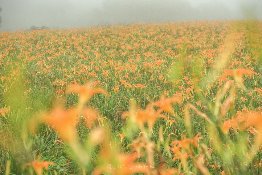 花蓮旅遊 赤柯山 小瑞士農場Ｘ魔王  花蓮景點 霧氣中的金針花也是美到不行 內文有交通資訊