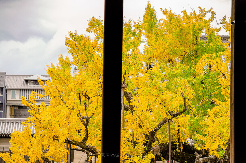 京都銀杏景點 西本願寺 x魔王 京都銀杏名所 免費入場 京都景點推薦
