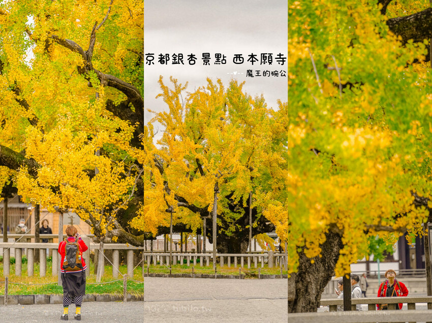 京都銀杏景點 西本願寺 x魔王 京都銀杏名所 免費入場 京都景點推薦