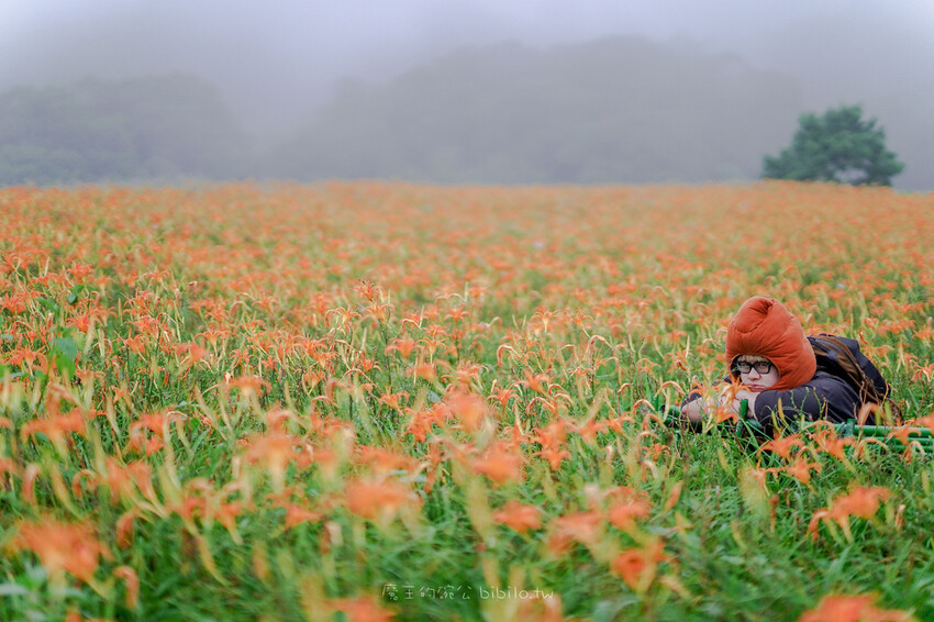 花蓮旅遊 赤柯山 小瑞士農場Ｘ魔王  花蓮景點 霧氣中的金針花也是美到不行 內文有交通資訊
