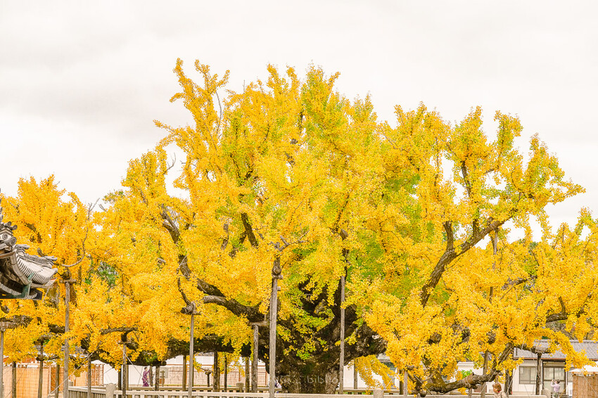 京都銀杏景點 西本願寺 x魔王 京都銀杏名所 免費入場 京都景點推薦