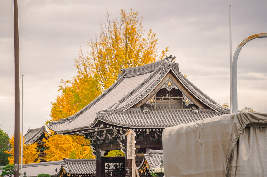 京都銀杏景點 西本願寺 x魔王 京都銀杏名所 免費入場 京都景點推薦