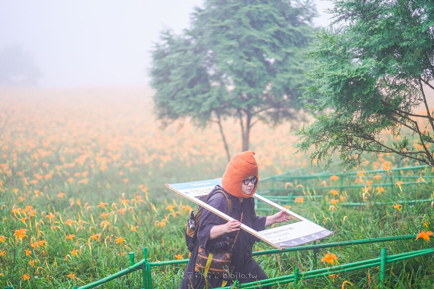 花蓮旅遊 赤柯山 小瑞士農場Ｘ魔王  花蓮景點 霧氣中的金針花也是美到不行 內文有交通資訊
