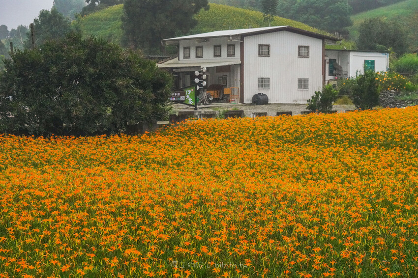 花蓮旅遊 赤柯山 小瑞士農場Ｘ魔王  花蓮景點 霧氣中的金針花也是美到不行 內文有交通資訊