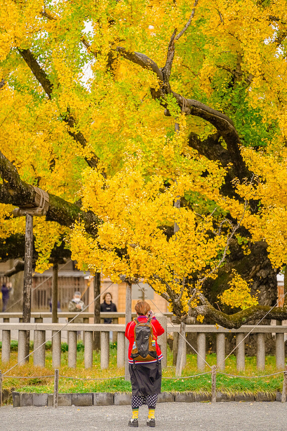 京都銀杏景點 西本願寺 x魔王 京都銀杏名所 免費入場 京都景點推薦