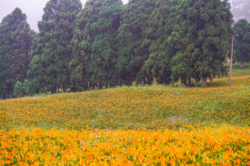 花蓮旅遊 赤柯山 小瑞士農場Ｘ魔王  花蓮景點 霧氣中的金針花也是美到不行 內文有交通資訊