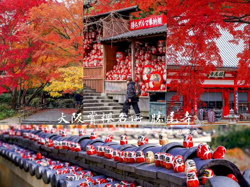 京都銀杏景點 西本願寺 x魔王 京都銀杏名所 免費入場 京都景點推薦