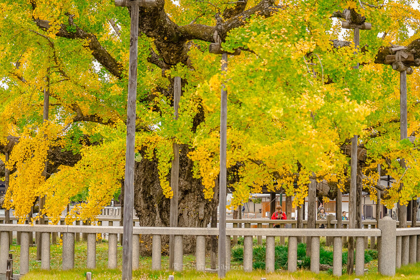 京都銀杏景點 西本願寺 x魔王 京都銀杏名所 免費入場 京都景點推薦