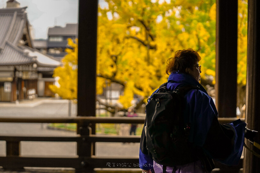 京都銀杏景點 西本願寺 x魔王 京都銀杏名所 免費入場 京都景點推薦