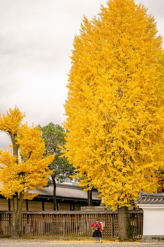 京都銀杏景點 西本願寺 x魔王 京都銀杏名所 免費入場 京都景點推薦