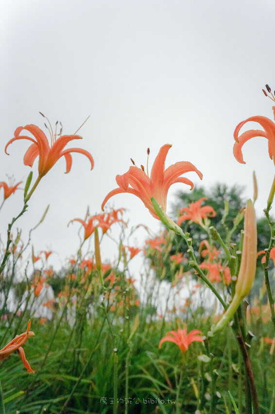 花蓮旅遊 赤柯山 小瑞士農場Ｘ魔王  花蓮景點 霧氣中的金針花也是美到不行 內文有交通資訊