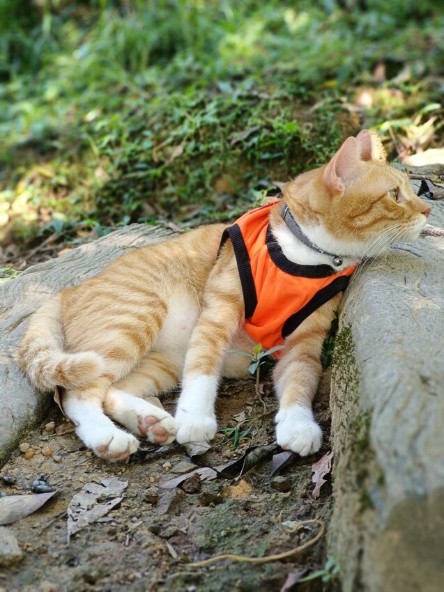 【基隆】姜子寮步道。小百岳no.11。山頂360度環景超美的+義美石頭火鍋