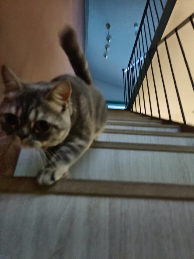 363821.jpg - 【屏東.小琉球】寵物友善住宿推薦。琉球粉舍海景民宿。有網美泳池可看海。樓中樓房型+陽台看海+超大浴缸