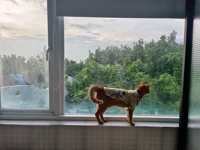 364272.jpg - 【屏東.小琉球】寵物友善住宿推薦。琉球粉舍海景民宿。有網美泳池可看海。樓中樓房型+陽台看海+超大浴缸