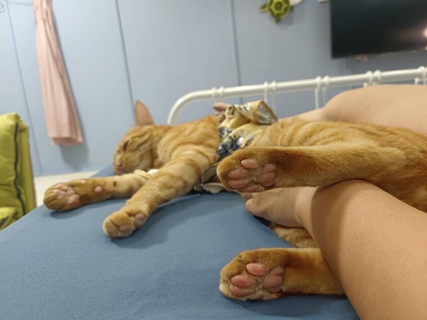 365854.jpg - 【屏東.小琉球】寵物友善住宿推薦。琉球粉舍海景民宿。有網美泳池可看海。樓中樓房型+陽台看海+超大浴缸