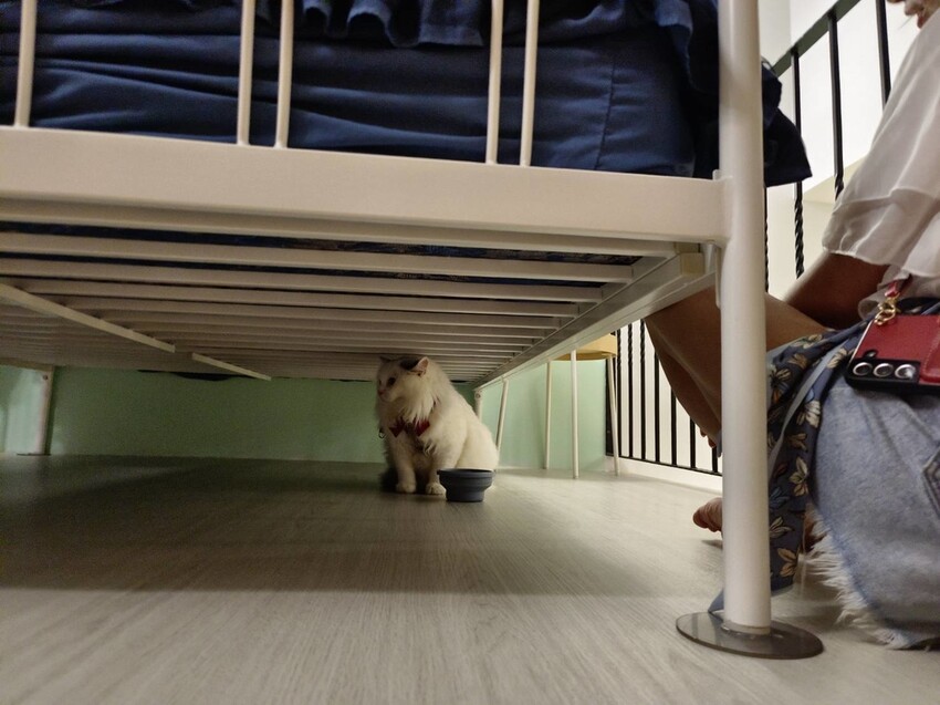 365820.jpg - 【屏東.小琉球】寵物友善住宿推薦。琉球粉舍海景民宿。有網美泳池可看海。樓中樓房型+陽台看海+超大浴缸