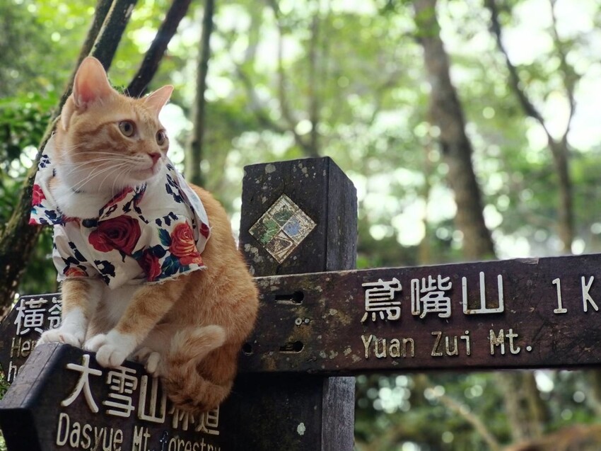 【台中】鳶嘴山+捎來步道。貓咪巴蕊初登鳶嘴山。標高2180中級山。懼高者體驗心得分享
