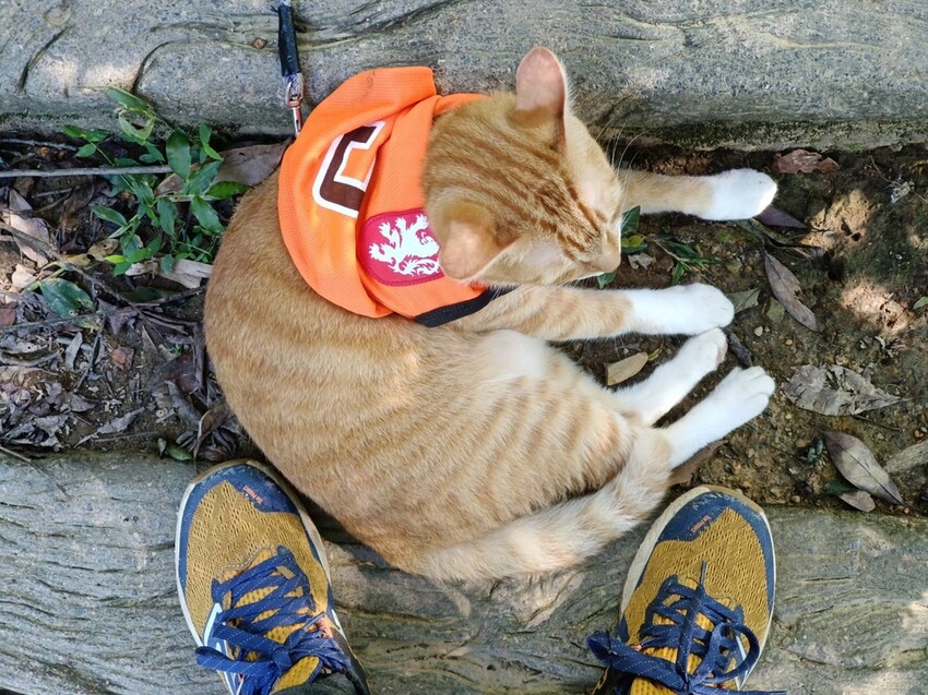 【基隆】姜子寮步道。小百岳no.11。山頂360度環景超美的+義美石頭火鍋