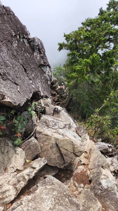 【台中】鳶嘴山+捎來步道。貓咪巴蕊初登鳶嘴山。標高2180中級山。懼高者體驗心得分享