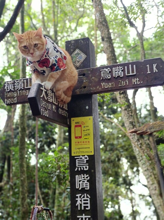 【台中】鳶嘴山+捎來步道。貓咪巴蕊初登鳶嘴山。標高2180中級山。懼高者體驗心得分享