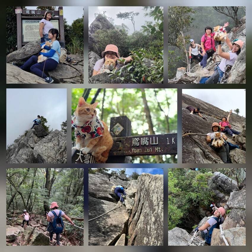 【台中】鳶嘴山+捎來步道。貓咪巴蕊初登鳶嘴山。標高2180中級山。懼高者體驗心得分享