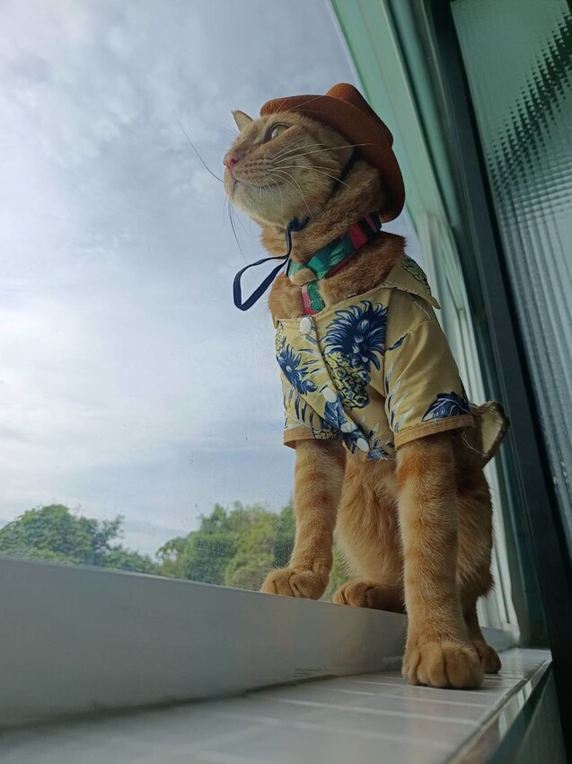 365873.jpg - 【屏東.小琉球】寵物友善住宿推薦。琉球粉舍海景民宿。有網美泳池可看海。樓中樓房型+陽台看海+超大浴缸