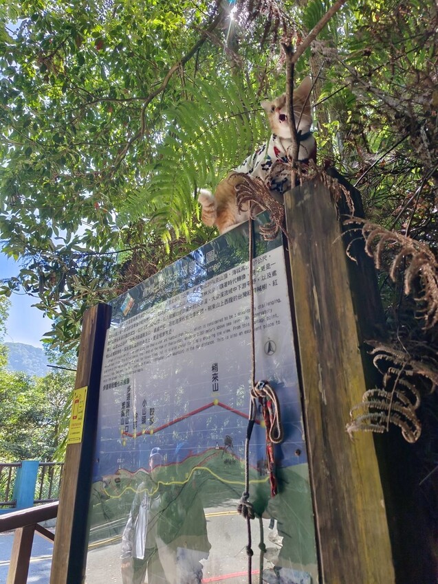 【台中】鳶嘴山+捎來步道。貓咪巴蕊初登鳶嘴山。標高2180中級山。懼高者體驗心得分享