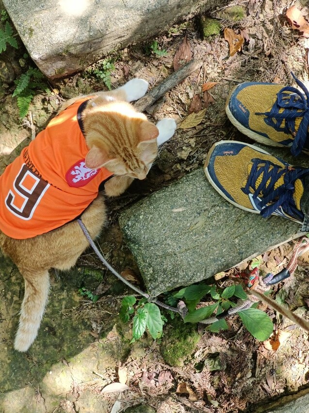 【基隆】姜子寮步道。小百岳no.11。山頂360度環景超美的+義美石頭火鍋