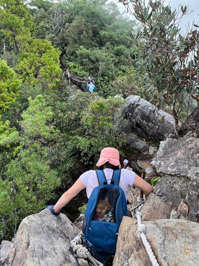 【台中】鳶嘴山+捎來步道。貓咪巴蕊初登鳶嘴山。標高2180中級山。懼高者體驗心得分享