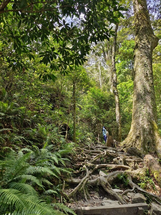 【台中】鳶嘴山+捎來步道。貓咪巴蕊初登鳶嘴山。標高2180中級山。懼高者體驗心得分享