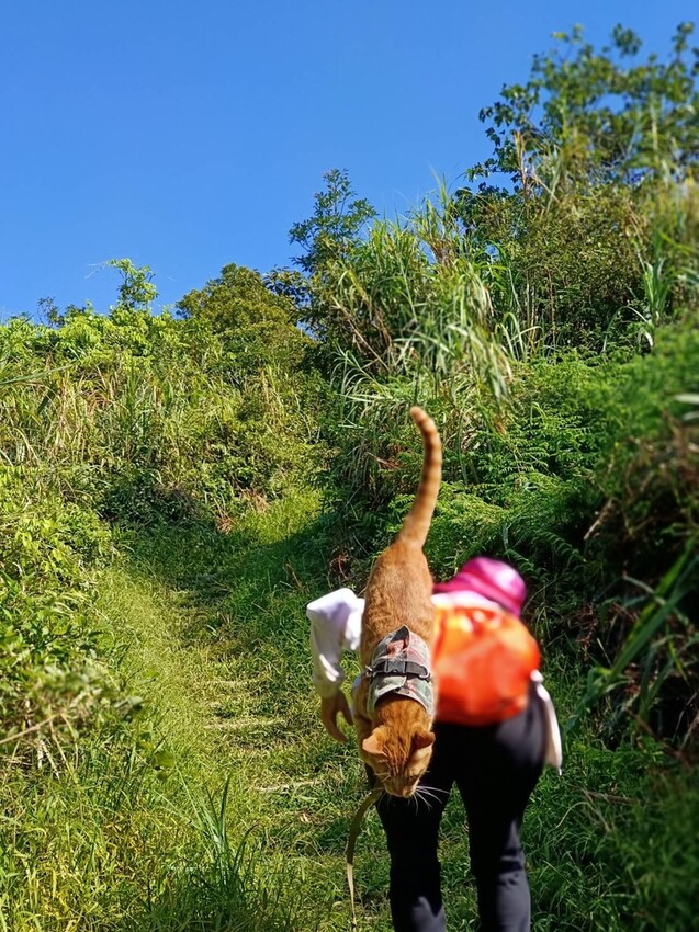 【基隆】姜子寮步道。小百岳no.11。山頂360度環景超美的+義美石頭火鍋