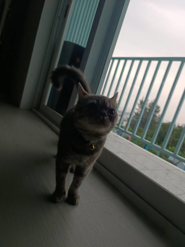 365836.jpg - 【屏東.小琉球】寵物友善住宿推薦。琉球粉舍海景民宿。有網美泳池可看海。樓中樓房型+陽台看海+超大浴缸