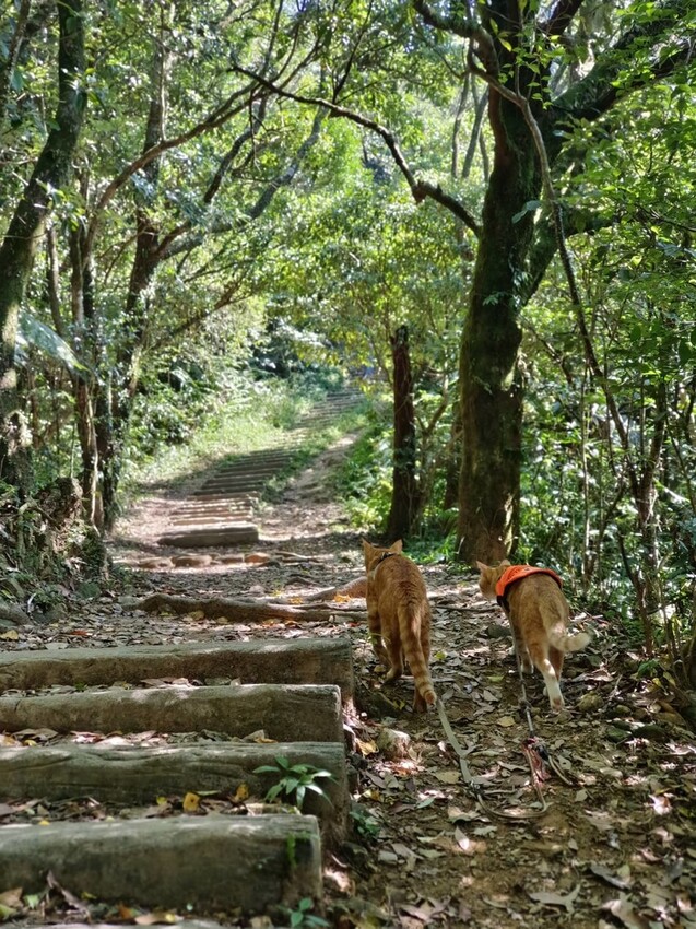 【基隆】姜子寮步道。小百岳no.11。山頂360度環景超美的+義美石頭火鍋